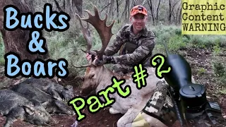Bucks & Boars - Part 2 - Fallow Deer Rut Hunting Adventures 2021
