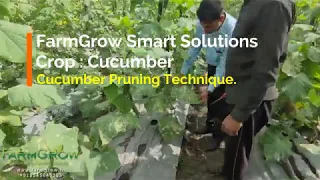 Pruning Technique for Cucumber by FarmGrow - Pankaj Pardeshi.