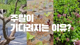 SUB) 주말이 기다려지는 이유? | 주말농장 | 힐링 | 시골집 | 고양이 |vlogㅣKorean Countryside life |