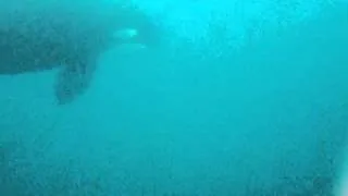 Killer whales hunting Manta-Rays