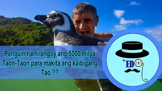 Penguin na nilangoy ang 5000 milya taon-taon para makita ang kaibigang tao? | Mr. ED TeeV |Kaalaman