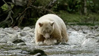 Great Bear Rainforest