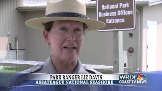 Two Separate Attacks By Horses On Assateague Island