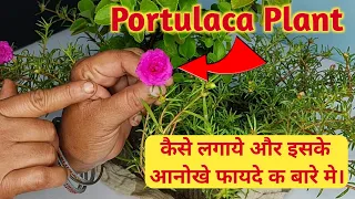 ईस पौधे के गुण जान लोगे तो कभी नहीं होगा आपको ये बीमारी | How To Grow Portulaca Plant | Moss Rose 🌷🌷