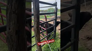 How we tag Calves.   #calves, #cattle, #calf