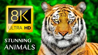 The Stunning World of Animals 8K VIDEO ULTRA HD