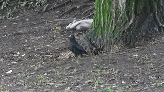 The tragedy of the baby crow. attacked by a hawk　（Sparrowhawk Accipiter gularis）