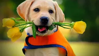 Funny Labradors 🐶🐶 Awesome Labradors (Full) [Funny Pets]
