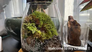 Moss in the glass tank(once again） - 儲物罐中製作苔蘚景觀 - (No.14：20240320)