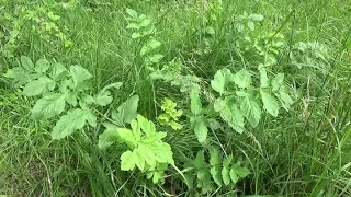 LE PANAIS SAUVAGE, la plante de survie