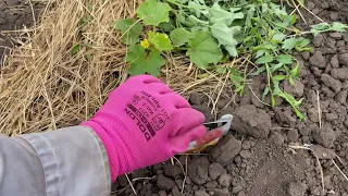 ПРОПОЛКА ОГОРОДУ💥БУРЯК НЕВЗІЙШОВ😭ПАРКАН РОБИТЬСЯ✨КУДИ ПОСАДИЛА ПОДАРУНКИ І ЯК ВОНИ СЕБЕ ПОЧУВАЮТЬ