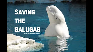 CH5 - Nature Documentary - Champions of the Wild: Saving the Belugas (1999)