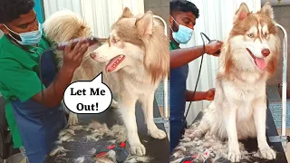 My Siberian Husky first hair cut ever since he was born | Hachiko Raj |