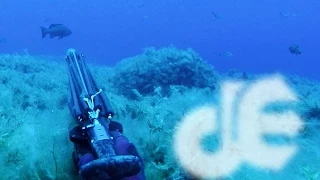 Deep Spearfishing Encyclopedia, Bonus#4 - Grouper family pre-party