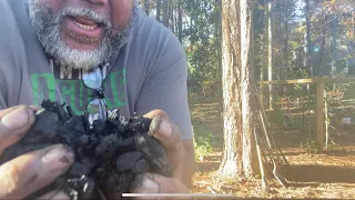 Biochar Inoculation