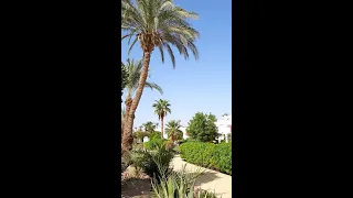 Отель Royal Holiday Beach Resort, возле Mövenpick Resort Sharm el Sheikh Naama Bay #hotel