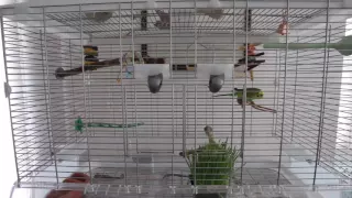 Overwatch Amazingness: Kiwi the talking parakeet says new things (w/subtitles)