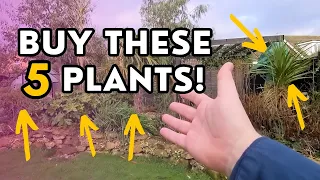 5 plants you must buy to start your tropical garden in 2024!