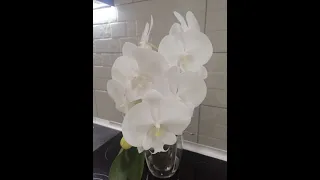Пересадка орхидеи. Эффективный метод перевалки. Белый биглип