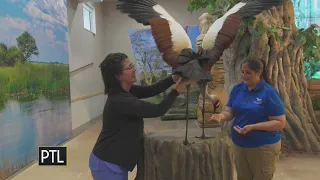 Meeting Clover, the grey-crowned crane, at the National Aviary