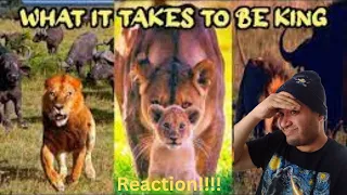 Lions Are Amazing!!!  From Cub To King: A Lions Tail | Casual Geographic Reaction