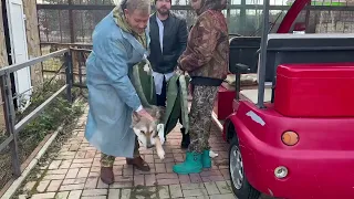 Херсонская волчица просто лежала и ждала, когда Крымские врачи из "ЗооДоктора" ей помогут!