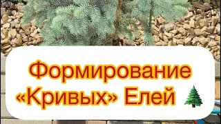 ФОРМИРОВАНИЕ «Кривых» Елей 🌲Пока не увидишь - не поймёшь, прописать это не реально