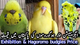 Exhibition Budgies Hagoromo budgies market price in pakistan | parrot price list