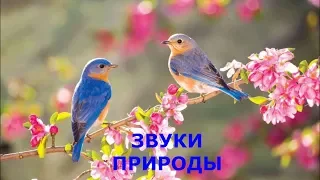 УТРО В ЛЕСУ , ПЕНИЕ РАЙСКИХ ПТИЦ / MORNING IN THE FOREST, DRINKING OF PARADISE BIRDS