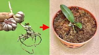Garlic Easily Revives Any Leafless Orchid In This Way