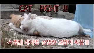 살벌한 고양이 싸움..숙명의 라이벌 ... A  Bloody Cat Fight , Fate's Rival...殺伐とした猫げんか..宿命のライバル ...KOREA