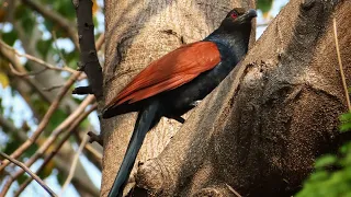 Greater coucal Call