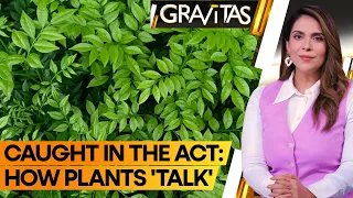 Gravitas | Leaf language: plants can 'talk' to each other