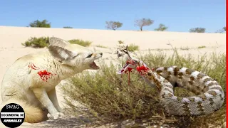 Zorro Fennec Confrontado Con Víbora Cornuda Del Desierto, Que Es El Rey Del Desierto Caliente ?