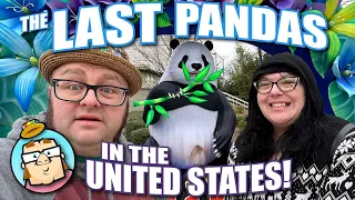 Visiting the Last Pandas in the United States Before They Go Back to China - Zoo Atlanta