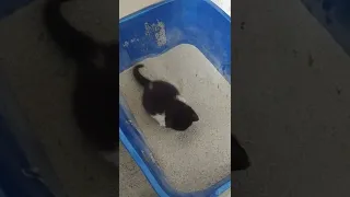 Introducing kittens to wet food and the litter box