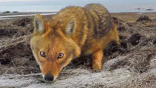 Jackal (Canis aureus) - a cheeky coward! Filmed on GoPro | Film studio aves