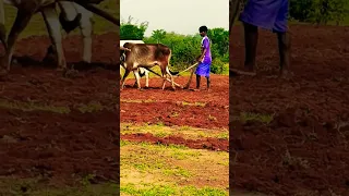 jula jula tala re maran jula short video santali new 2023