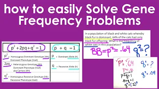 Easily Solve Gene Frequency Word Problems