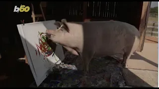 Painting ‘Pigcasso’ Has the Art World Oinking