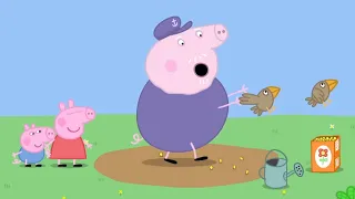 Peppa Malac | Buta madarak! | Rajzfilmek gyerekeknek