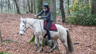 Der Filzsattel im Test - Vergleich mit Reitpads. Mustang Uschi äußert klar ihre Meinung.