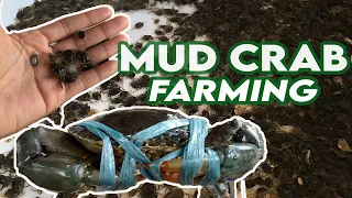 Pag-aalaga ng Alimango | Mudcrab Farming | Crablets