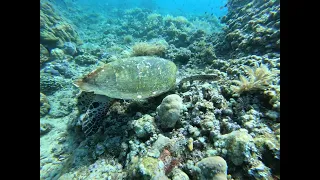 Sea turtle eating / Meeresschildkröte beim Essen