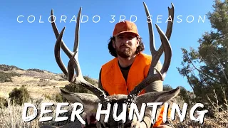 CHASING RUTTING MULE DEER IN COLORADO. THIRD SEASON PUBLIC LAND.