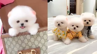 Cute and Funny Pomeranian Videos 132 #Shorts