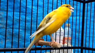 Canary training song | Waterslager canary singing