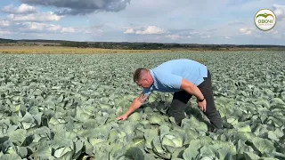 Вирощування капусти прямим висівом | Овочі.Смак успіху