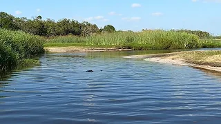 Kayaking over an alligator in 3 feet of water! 😱 #shorts #alligator