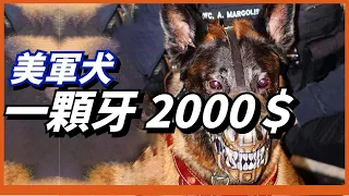 【美國軍犬】美特種軍犬裝備鈦合金犬牙，一顆就要2000美元！為什麼這麼貴？它會讓軍犬變成鐵嘴鋼牙的殺戮機器嗎？